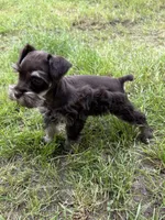 Luke, a male Miniature Schnauzer for sale in Decatur, TX – Photo 3 of 3
