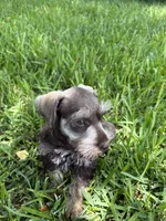 Liver male, a male Miniature Schnauzer for sale in Decatur, TX – 4 of 4
