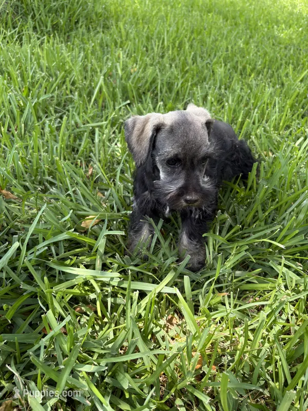 AKC female – Miniature Schnauzer puppy for sale in Decatur, TX