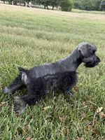 Dark Salt and Pepper, a male Miniature Schnauzer for sale in Decatur, TX – 3 of 4
