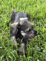 Salt and pepper female, a female Miniature Schnauzer for sale in Decatur, TX – 3 of 4