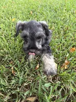 AKC female, a female Miniature Schnauzer for sale in Decatur, TX – 6 of 6