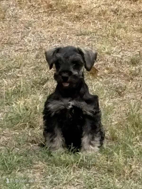 Honey – Miniature Schnauzer puppy for sale in Decatur, TX