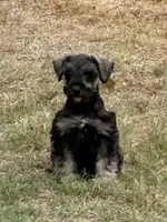Honey, a female Miniature Schnauzer for sale in Decatur, TX – 1 of 3