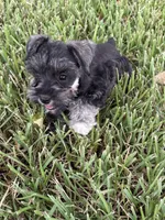 AKC female, a female Miniature Schnauzer for sale in Decatur, TX – 4 of 6