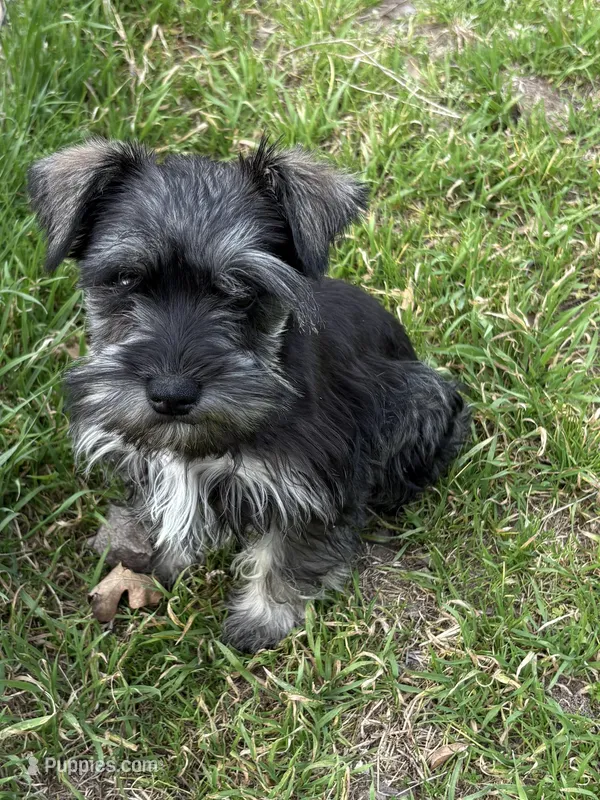 Hank, a male Miniature Schnauzer for sale in Decatur, TX – Photo 1 of 6