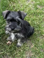 Hank, a male Miniature Schnauzer for sale in Decatur, TX – Photo 1 of 6