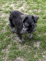 Hank, a male Miniature Schnauzer for sale in Decatur, TX – Photo 2 of 6