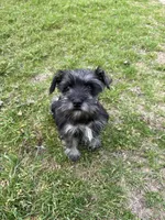 Hank, a male Miniature Schnauzer for sale in Decatur, TX – Photo 6 of 6