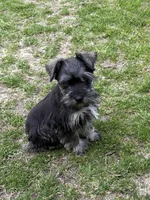 Hank, a male Miniature Schnauzer for sale in Decatur, TX – Photo 4 of 6