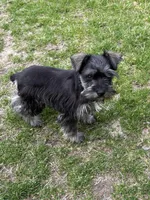 Hank, a male Miniature Schnauzer for sale in Decatur, TX – Photo 5 of 6
