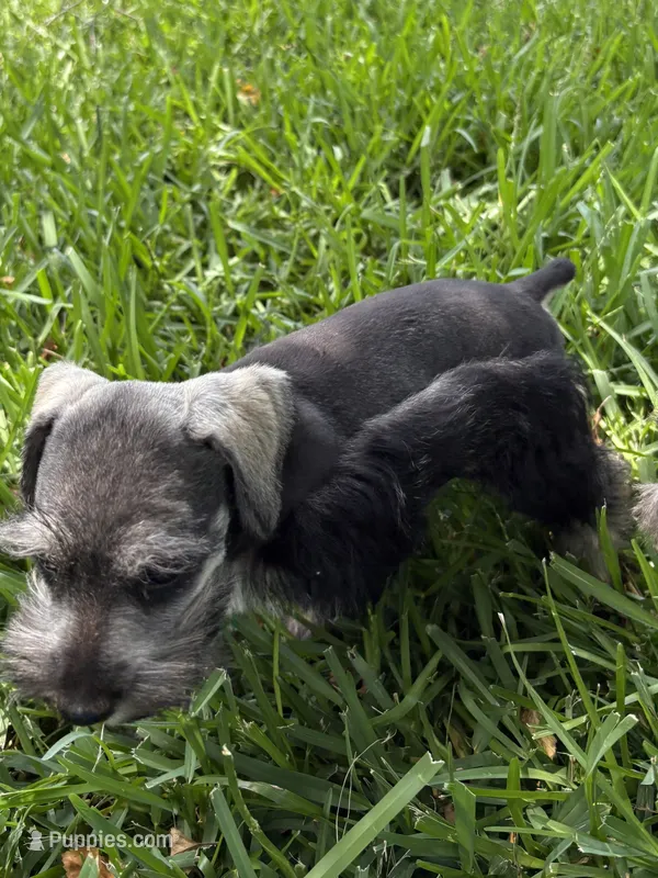Salt and pepper male – Miniature Schnauzer puppy for sale in Decatur, TX