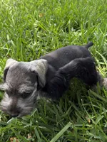 Salt and pepper male, a male Miniature Schnauzer for sale in Decatur, TX – 1 of 6
