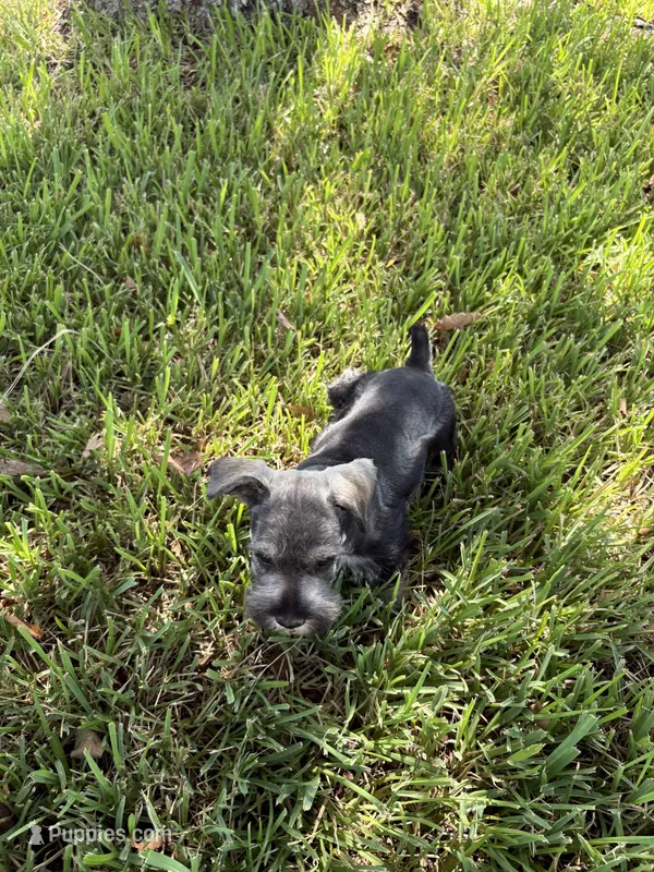 Male – Miniature Schnauzer puppy for sale in Decatur, TX