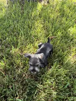 Male, a male Miniature Schnauzer for sale in Decatur, TX – 1 of 2
