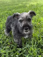 hank, a male Miniature Schnauzer for sale in Decatur, TX – 1 of 3
