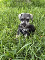 Salt and pepper male, a male Miniature Schnauzer for sale in Decatur, TX – 4 of 6