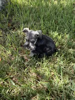 Male, a male Miniature Schnauzer for sale in Decatur, TX – 2 of 2