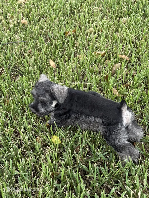 AKC female – Miniature Schnauzer puppy for sale in Decatur, TX