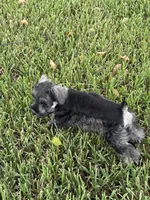 AKC female, a female Miniature Schnauzer for sale in Decatur, TX – 1 of 6