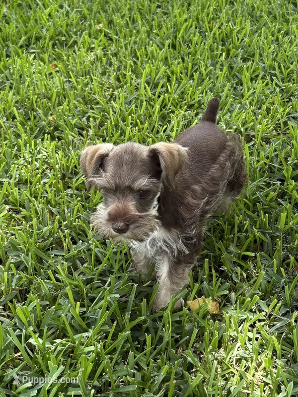 Heidie – Miniature Schnauzer puppy for sale in Decatur, TX