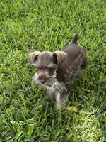 Heidie, a female Miniature Schnauzer for sale in Decatur, TX – 1 of 4