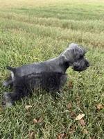 Dark Salt and Pepper, a male Miniature Schnauzer for sale in Decatur, TX – 4 of 4