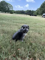 Spot, a male Miniature Schnauzer for sale in Decatur, TX – 3 of 6