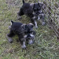 Henry and Charlie, a male Miniature Schnauzer for sale in Decatur, TX – Photo 1 of 3