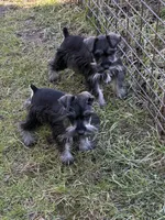 Henry and Charlie, a male Miniature Schnauzer for sale in Decatur, TX – Photo 1 of 3