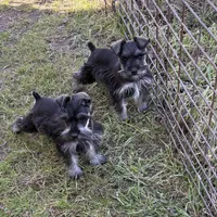 Henry and Charlie, a male Miniature Schnauzer for sale in Decatur, TX – Photo 3 of 3