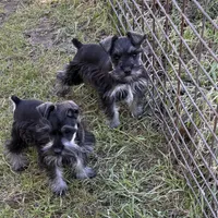 Henry and Charlie, a male Miniature Schnauzer for sale in Decatur, TX – Photo 2 of 3