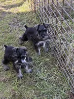 Henry and Charlie, a male Miniature Schnauzer for sale in Decatur, TX – Photo 2 of 3