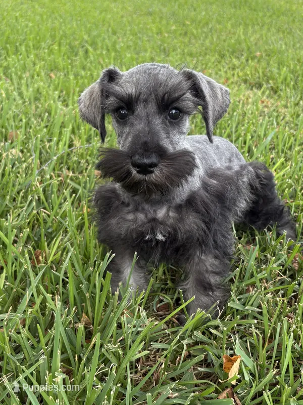 Dark Salt and Pepper – Miniature Schnauzer puppy for sale in Decatur, TX