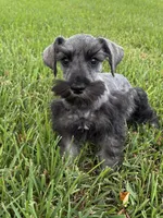 Dark Salt and Pepper, a male Miniature Schnauzer for sale in Decatur, TX – 1 of 4