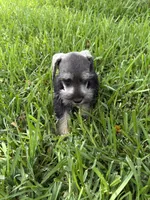 Salt and pepper male, a male Miniature Schnauzer for sale in Decatur, TX – 3 of 6