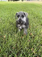 Spot, a male Miniature Schnauzer for sale in Decatur, TX – 2 of 6
