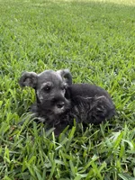 hank, a male Miniature Schnauzer for sale in Decatur, TX – 3 of 3
