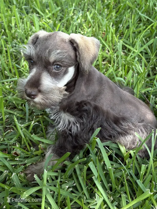 Liver male – Miniature Schnauzer puppy for sale in Decatur, TX