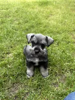 Sam, a male Miniature Schnauzer for sale in Decatur, TX – Photo 4 of 4