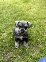Sam, a male Miniature Schnauzer for sale in Decatur, TX – Photo 3 of 4