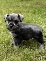 Sam, a male Miniature Schnauzer for sale in Decatur, TX – Photo 2 of 4