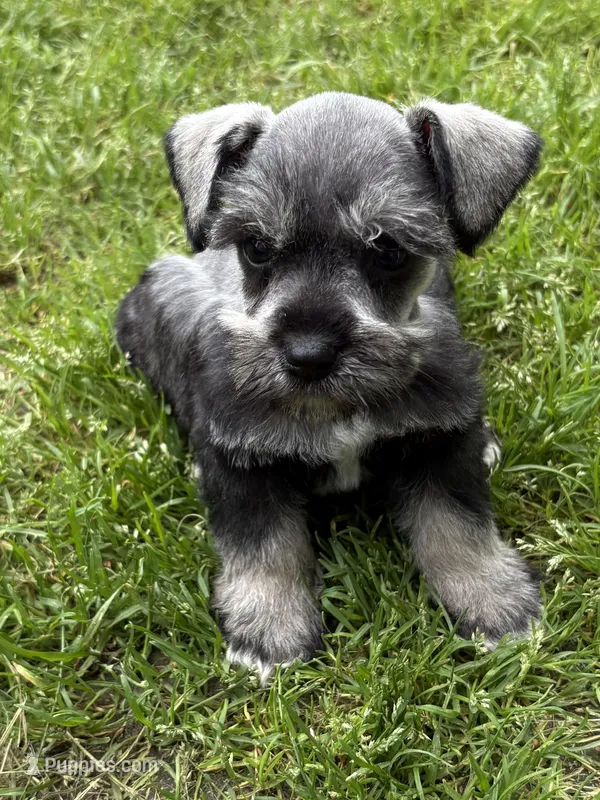 Sam – Miniature Schnauzer puppy for sale in Decatur, TX