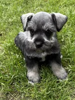 Sam, a male Miniature Schnauzer for sale in Decatur, TX – Photo 1 of 4