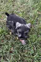 AKC female, a female Miniature Schnauzer for sale in Decatur, TX – 5 of 6
