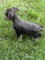 Pete, a male Miniature Schnauzer for sale in Decatur, TX – Photo 4 of 4