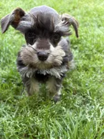 Pete, a male Miniature Schnauzer for sale in Decatur, TX – Photo 3 of 4