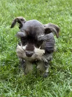Pete, a male Miniature Schnauzer for sale in Decatur, TX – Photo 2 of 4