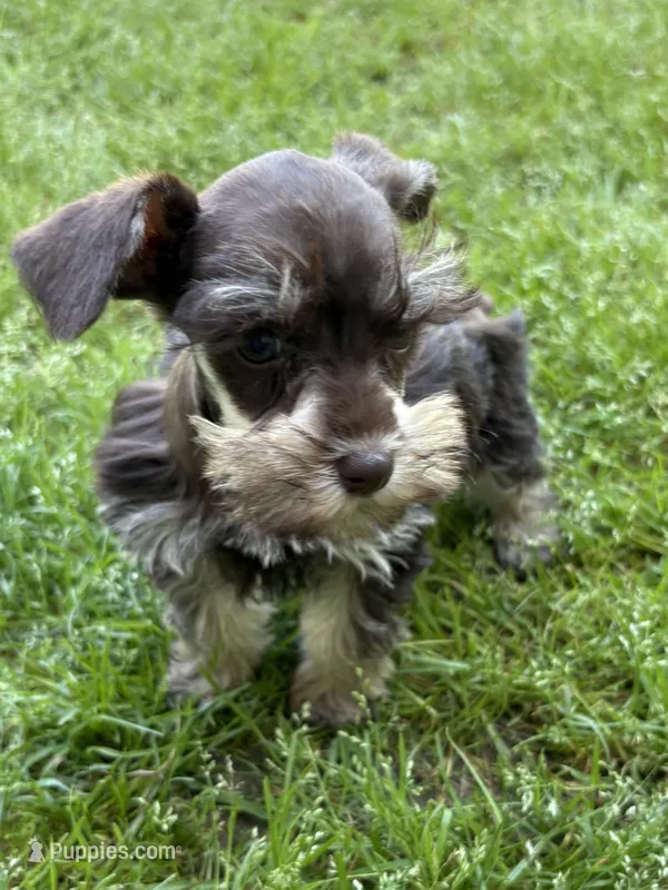 Pete – Miniature Schnauzer puppy for sale in Decatur, TX