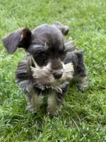 Pete, a male Miniature Schnauzer for sale in Decatur, TX – Photo 1 of 4